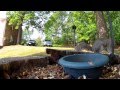Squirrel Cam 2.0 - GoPro Hero 2