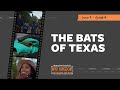 The Bats of Texas Clip | Mutual of Omaha&#39;s Wild Kingdom Protecting the Wild