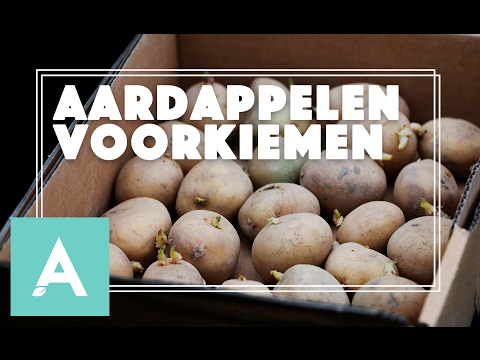 Video: Thuis Aardappelen Bewaren, Ook In De Winter: Temperatuur En Omstandigheden