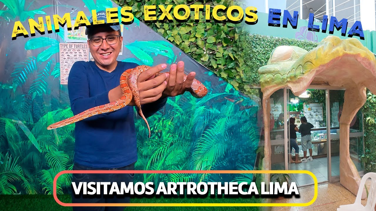 ARTROTHECA LIMA | ANIMALES EXOTICOS EN LIMA, vale la pena ir ?