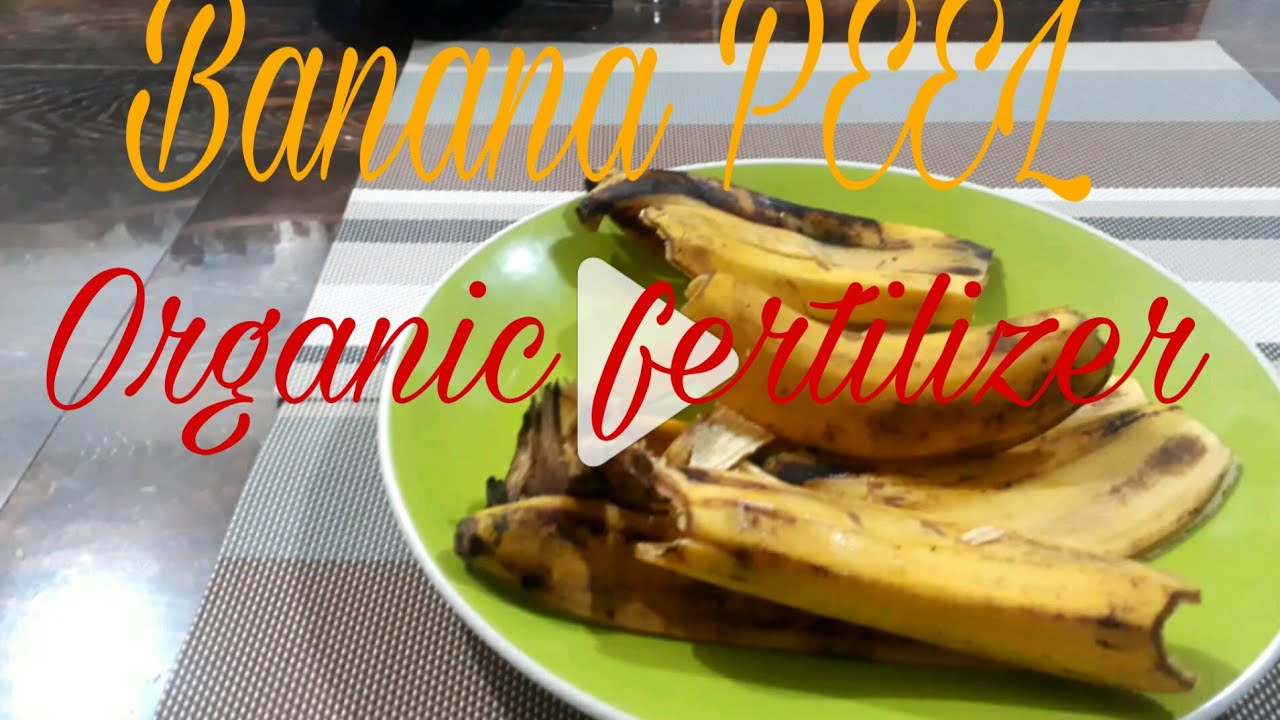 HOW TO MAKE FERTILIZER FROM BANANA PEEL(Tagalog) YouTube