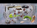 unique insects,catch all kinds of insects