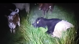 Motherless may bank holiday  calf no5 outdoor calving the regenerative farming way 