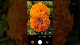 flower photography tips #shorts #shortsfeed #youtubeshorts #flowers #photography
