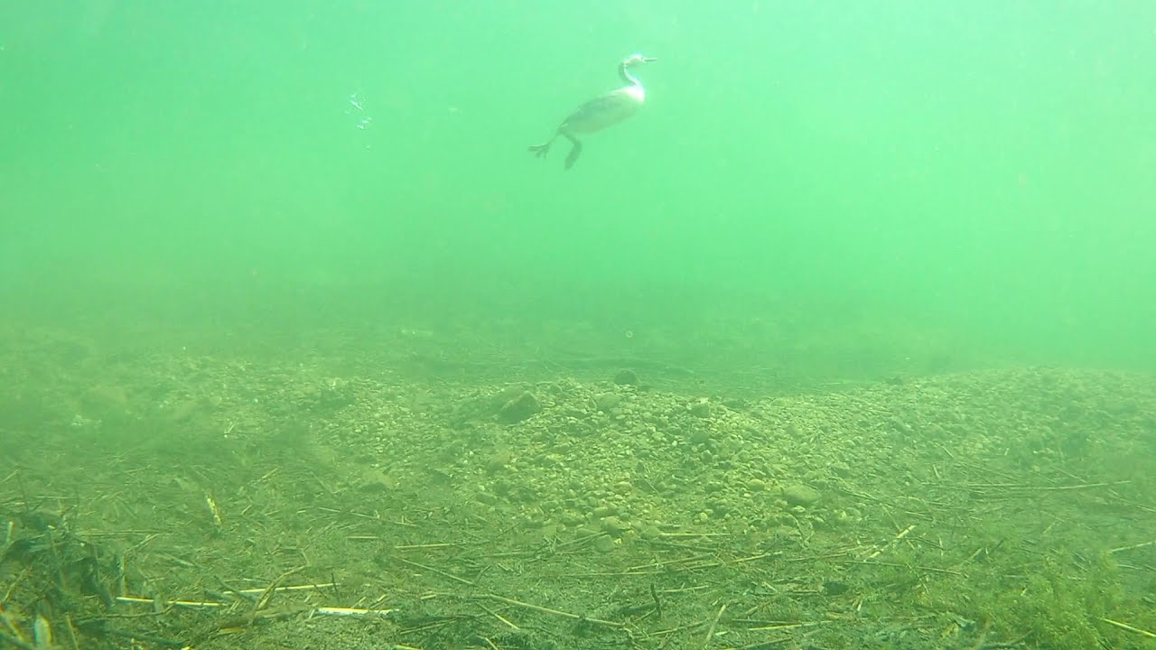 Filming underwater; Fuut en brasem,Grebe and bream.