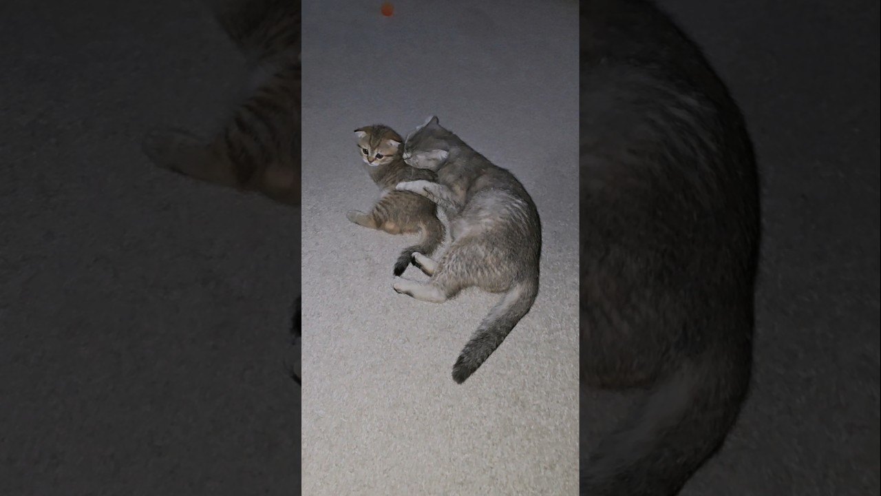 This is a ritual at night 😆 #cats #kittens