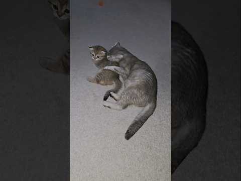 This is a ritual at night 😆 #cats #kittens