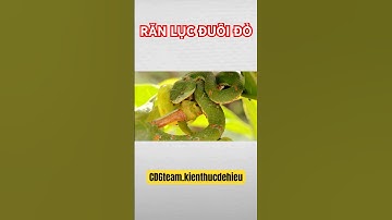 RẮN LỤC ĐUÔI ĐỎ Ở VIỆT NAM? #kiếnthức #khampha #animals #snake
