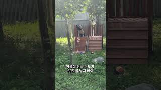 대공개①푸바오 생활공간 대공개!   Inside Look at Fubao's Current Residence!  Revealed!