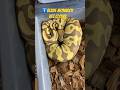 #foryou #page #animals #viralvideo #snakes #foryoupage #breeding #monarch #clown #ball #python