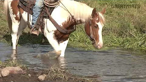 Horse Water Crossing Obstacles with Jesse Krier - ...
