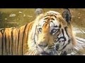 Special Report Saving Wild India Aired May 2005 Special Report Saving Wild India Aired May 2005
