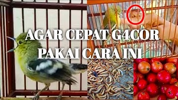 Cara Merawat Burung Cipoh Agar Cepat Bunyi Dan Gacor #kicaumania