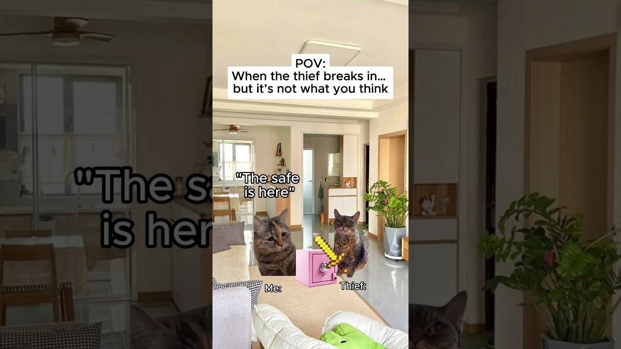 CAT MEMES When The Thief Breaks In But It S Not What You Think Shorts Catmemes Relatable