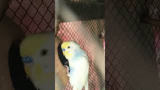 Budgies birds pairs Breedingseason Like and subscribe friends????