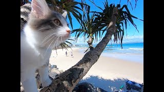 CAT'S DAY AT THE BEACH
