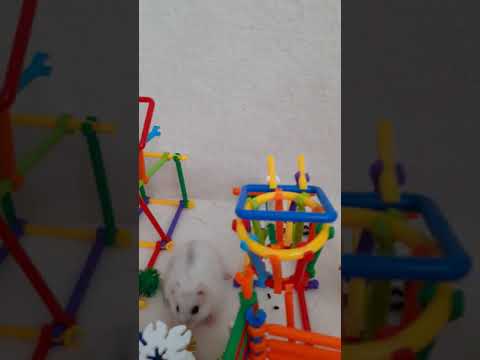 hamster and chickens play