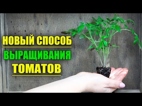 Видео: 4 способа выращивания адениума