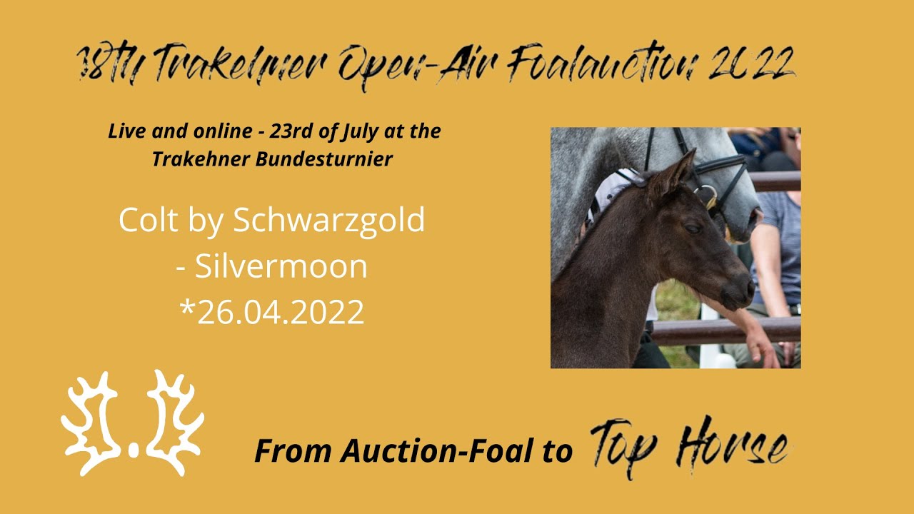 13 - Vincent Weiß - Colt by Schwarzgold - Silvermoon *26.04.2022