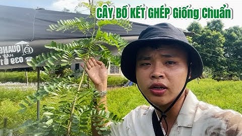 Tư vấn cách trồng cây bồ kết ghép khoảng cách và cự ly đặt cây giống