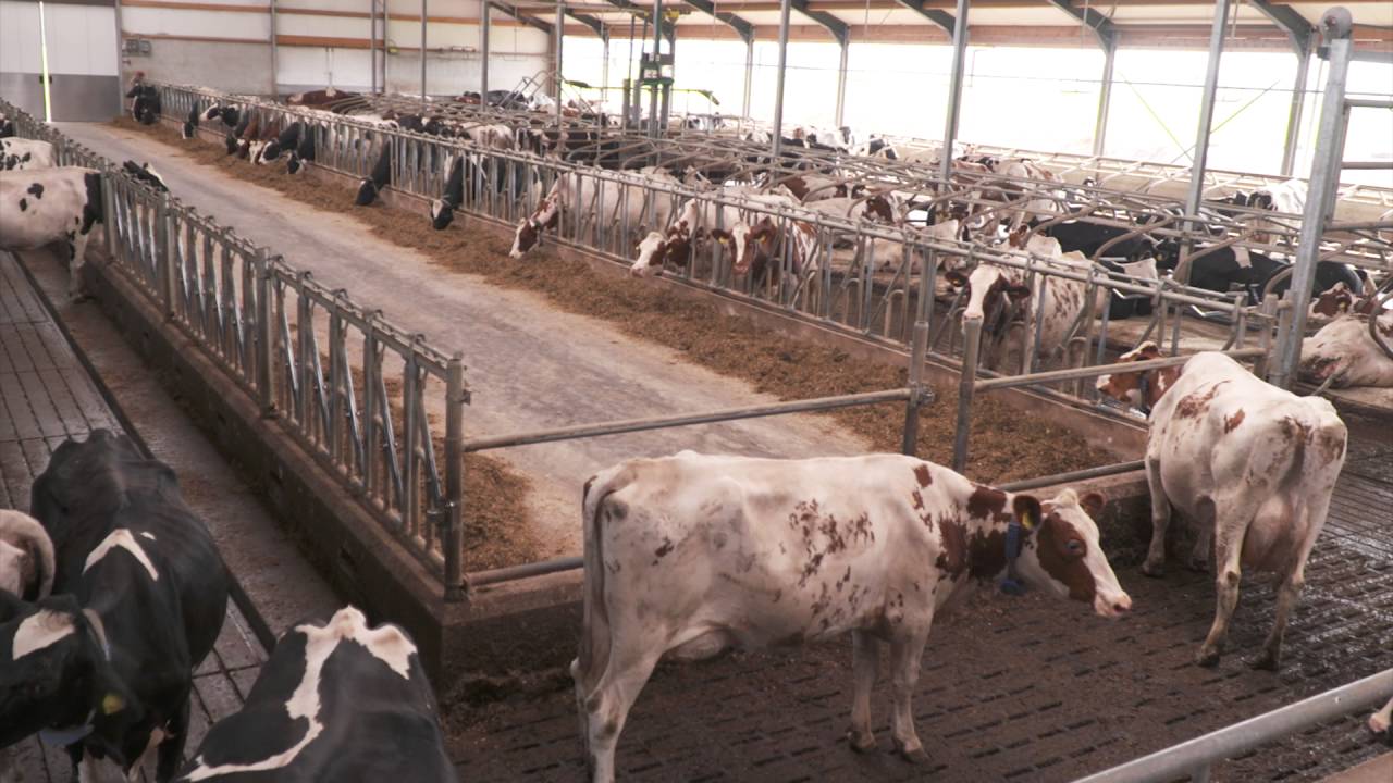 DLV Advies - Klantervaring Financieel advies bij bouw jongveestal