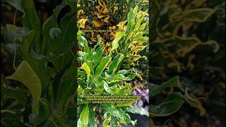 Manfaat Puring Bor Mini yang Bikin Rumah Makin Asri #gardening #flowers #youtubeshorts