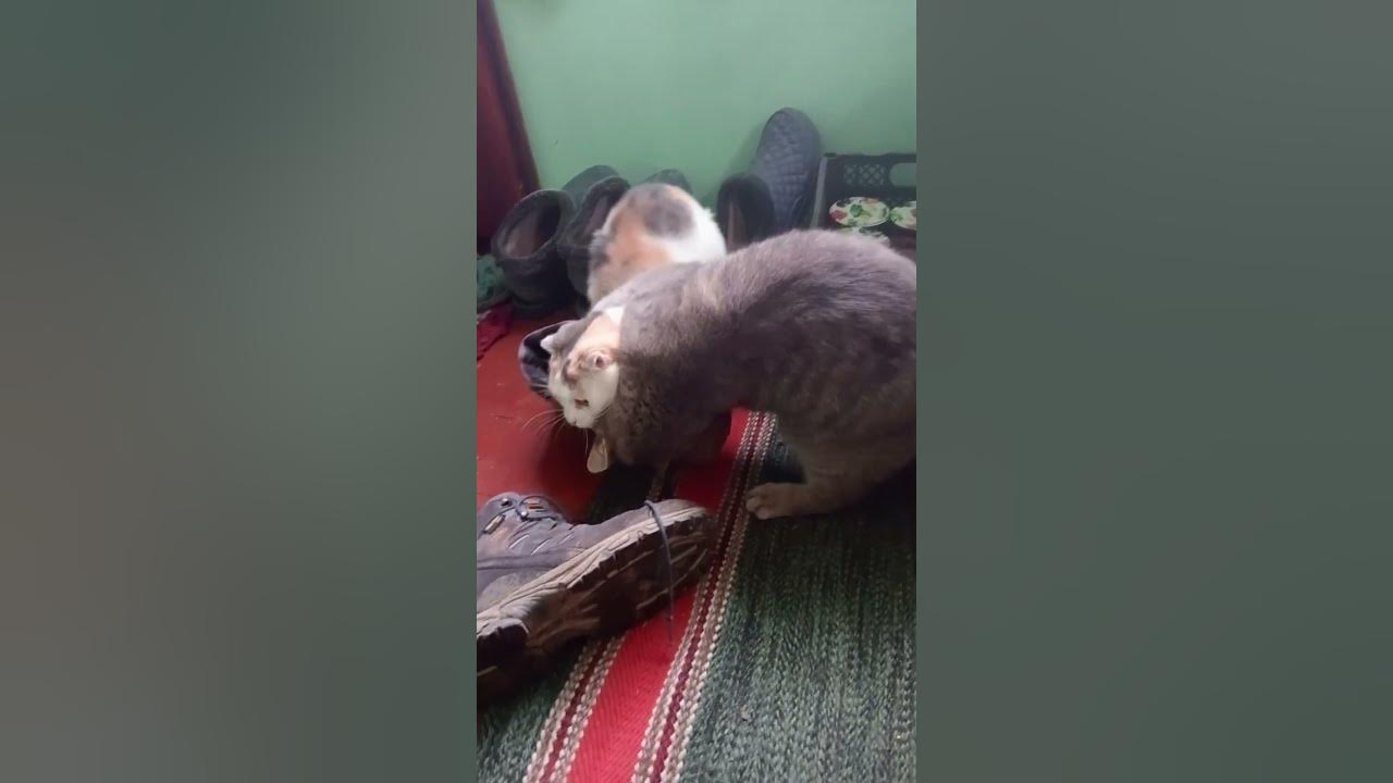 Коти котики #граються - YouTube