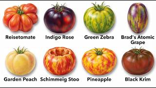 Every Tomato Explained screenshot 2