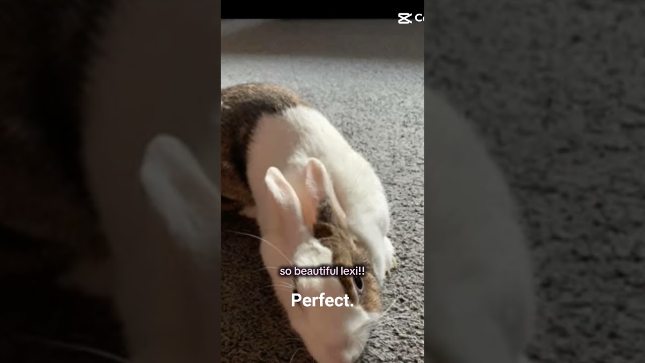 I'll always miss my little bunny forever even know soon it's 3 years ago I lost youi miss you always