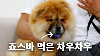A dog whose tongue is purple. Encyclopedia of dog breeds, Chow Chow Episode.