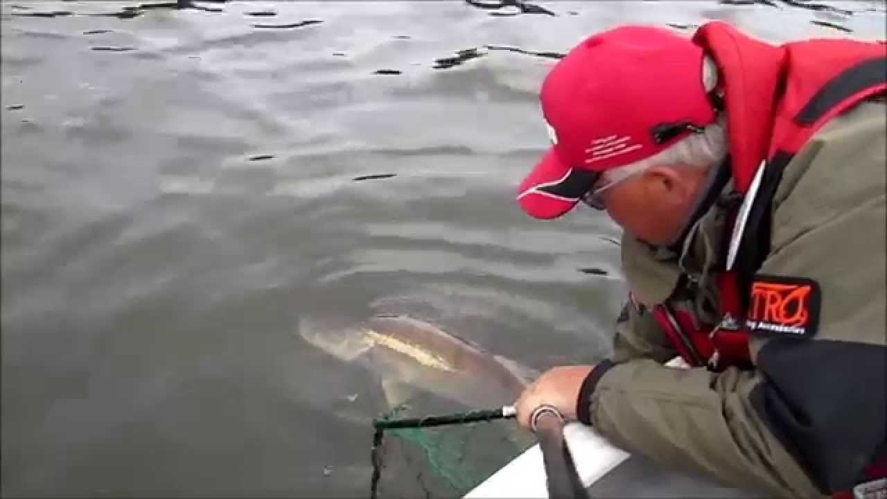 Судак в подмосковье - YouTube