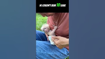 Saving a Baby Monkey: A Tale of Compassion and Care #shorts