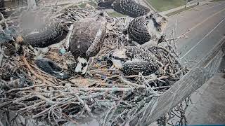 PSEG Patchogue Long Island NY Osprey cam