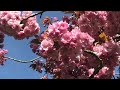 Flower Garden Dew, Cherry Blossom Pink White #MrB247