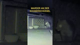 WILDKAMERA IM GARTEN. MARDER FINDET WAS IN DER WASSERSCHÜSSEL. ER KAUT.