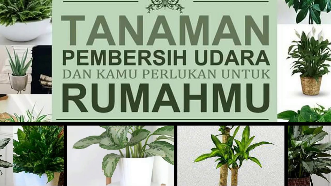 Tanaman Pembersih Udara dan Kamu Perlukan Untuk Rumahmu 