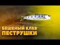 20.06.20 Рыба ловится отлично. Приморский край