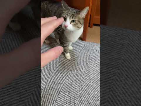 猫と手 - Cats and my hands - #Shorts