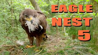 LESSER SPOTTED EAGLE: Inside the secret bird NEST, Part 5/8