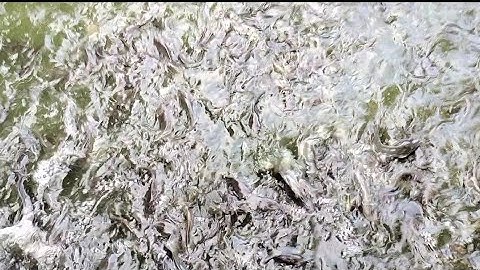 cá trê vàng lai sau 1tháng nuôi. @#