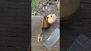 Download Lagu tupai raksasa ~ tupai raksasa makan kelapa MP3