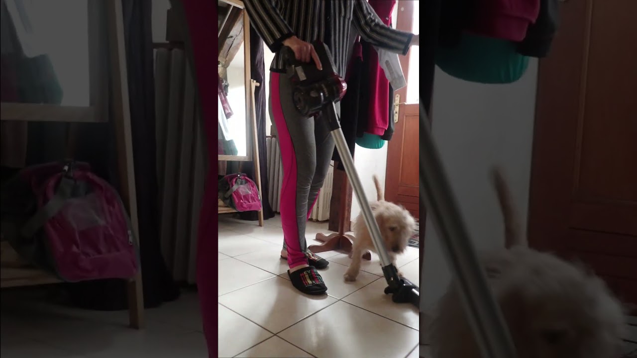 dog vs vacuum cleaner
