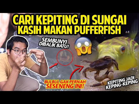 CARI KEPITING DI SUNGAI DEMI KASIH MAKAN IKAN BUNTAL FAHAKA! | FAHAKA PUFFERFISH VS CRABS!