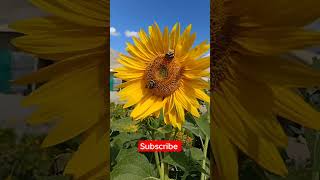 Sunflower 🌻 vs 🐝 Honey  #shorts #short #shortsfeed
