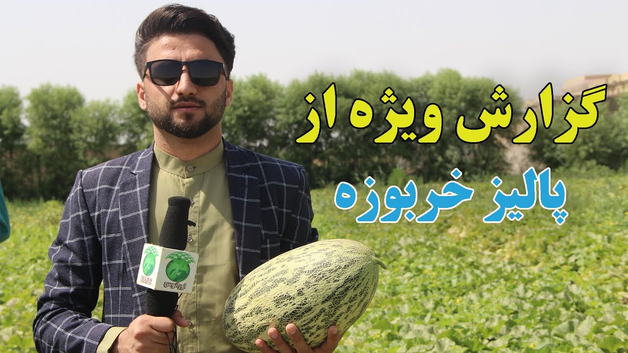 فصل خربوزه کندز جان| خربوزه اله پُچاق به بازار آمد| آیا این نوع خربوزه را تاحال نوش جان کرده اید؟|