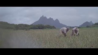 Mauritius Telecom - Rebranding 2016 (Extended - EN) screenshot 4