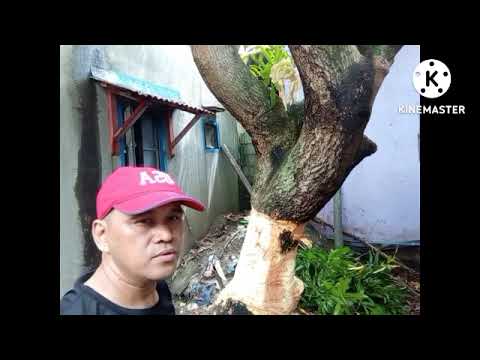 Video: Paano mo papatayin ang leylandii conifers?