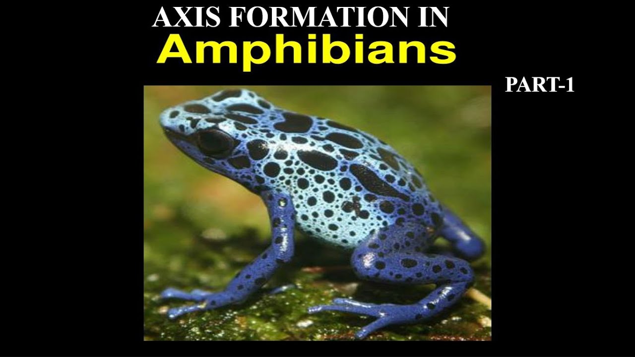 AMPHIBIAN AXIS PART 1