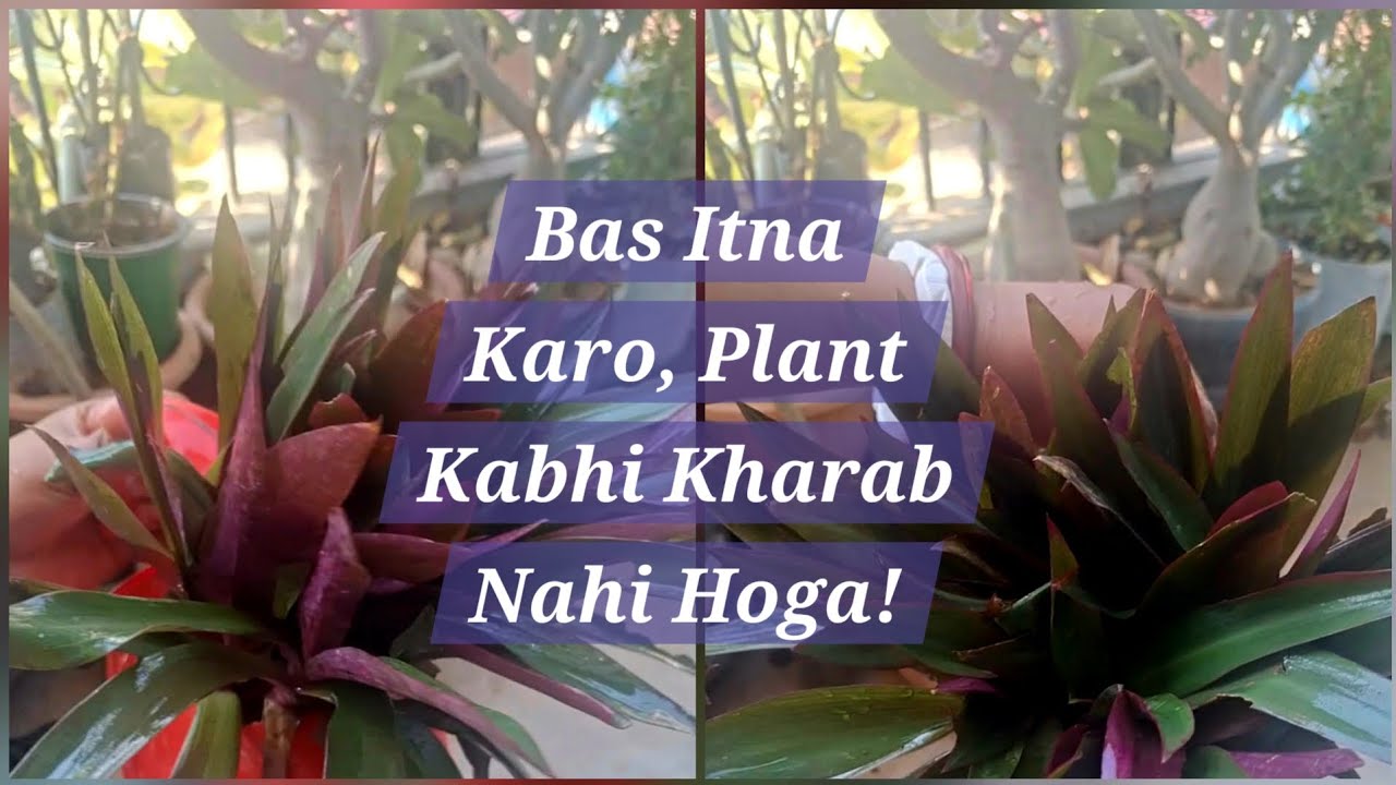 दोस्तों, अगर आपका रियो प्लांट बार-बार खराब हो जाता है, तो आज सही तरीका जान लीजिए।