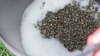 Japanese Beetle Trap How to Dispose and Reuse